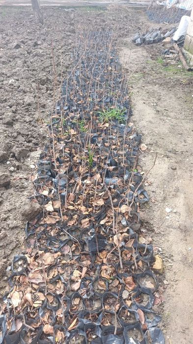 Pista sotiladi. Bobotog' va Eron xandon.