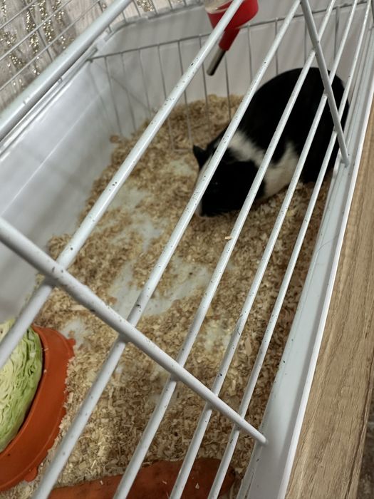 Продам морскую свинку