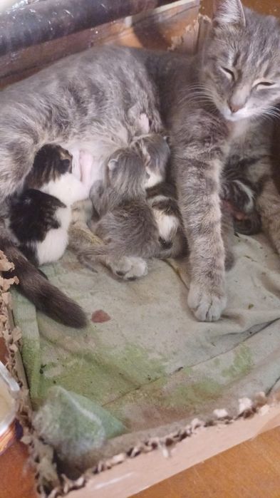 Отдам котят в добрые руки