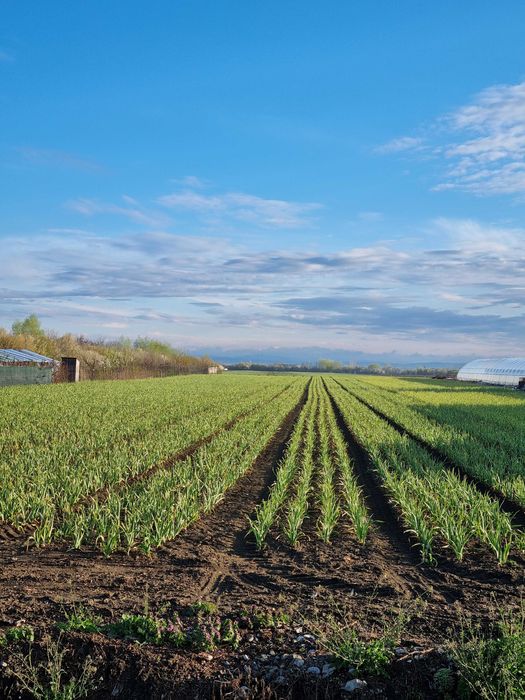 Usturoi Romanesc de primavara