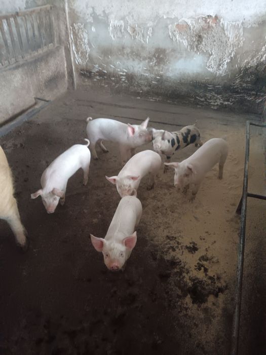 Продавам малки прасета