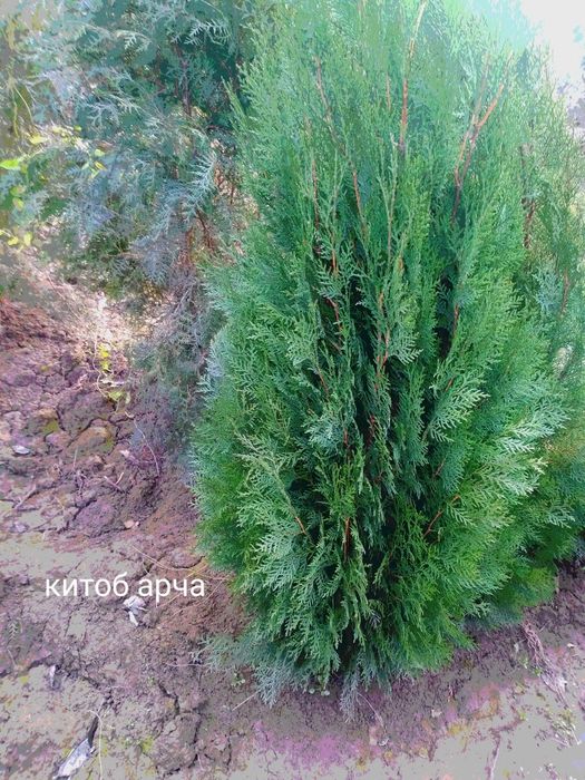 Арчалар. Сасна, Китоб. Туя можовелник сасна