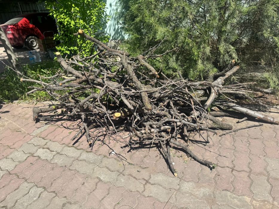 Дрова бесплатно Бурундай срочно