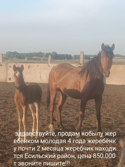 Продам кобылу с жеребенком