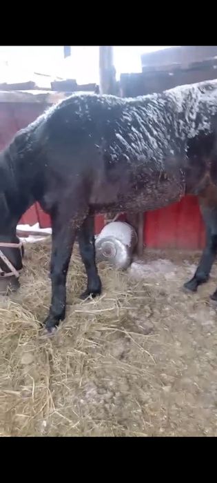 Продам жеребца 7 лет