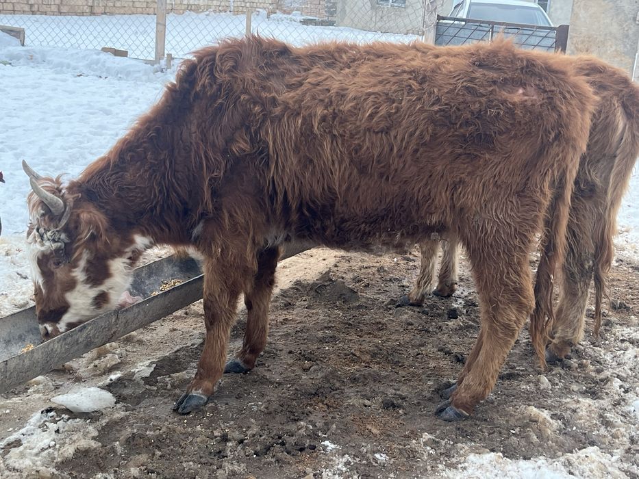 2 бас қашар сатылады