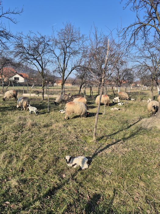 Oi cu miei de vanzare