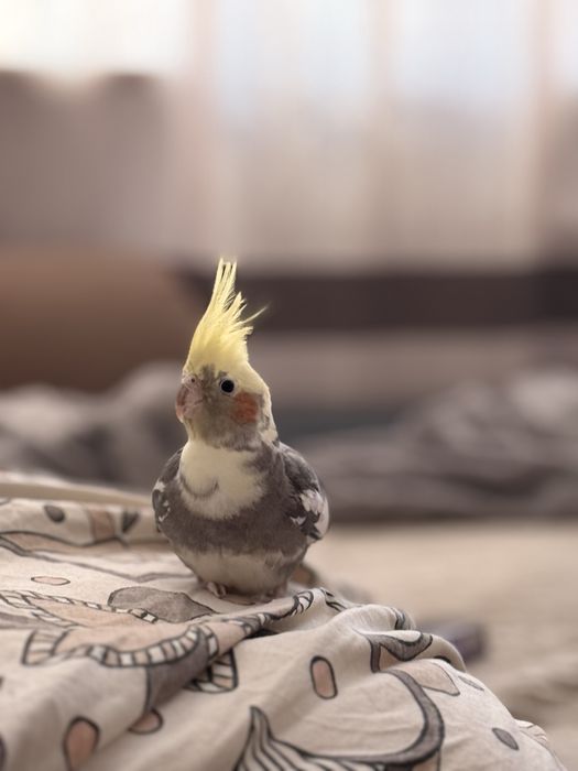 Попугай с клеткой