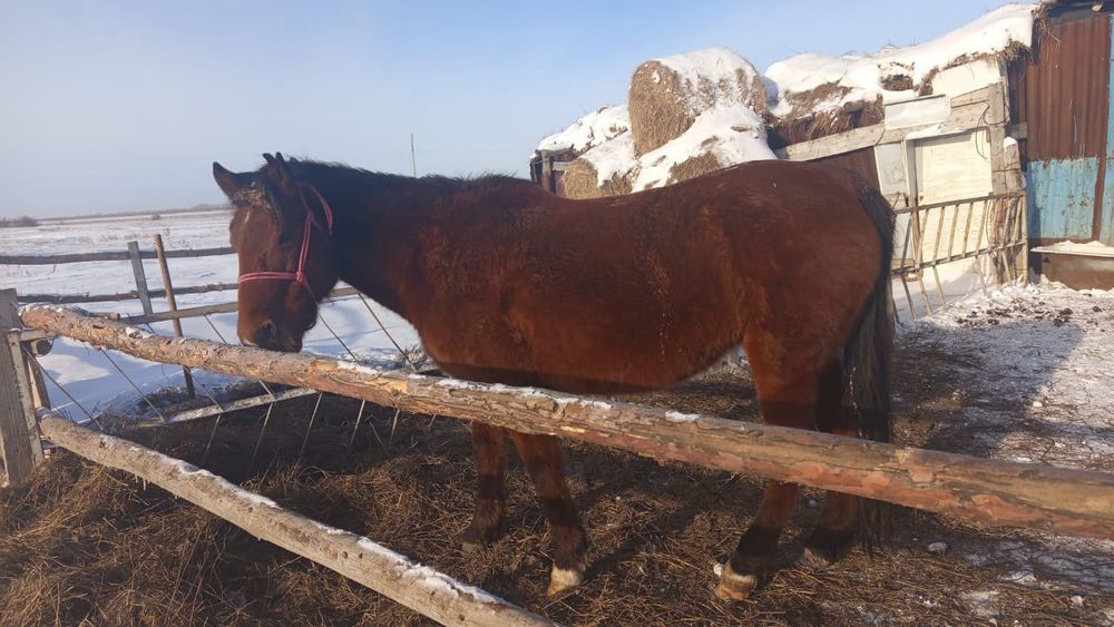 Продам кобылу с табуна