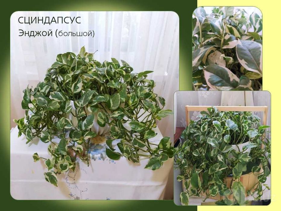 Сциндапсусы, аглаонемы, хойи. Комнатные цветы для дома, для офиса