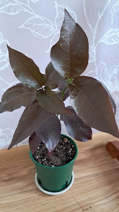 Комнатные цветы неприхотливые