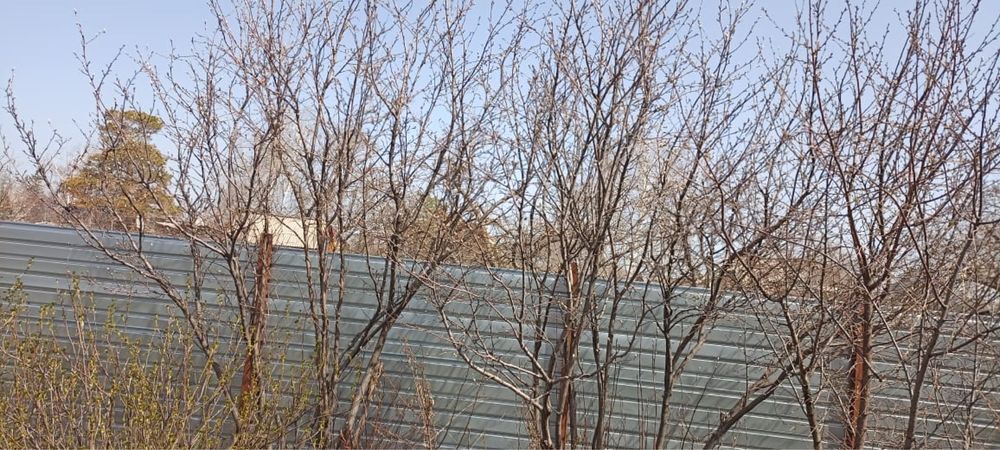 Продам дачу в Цветущем саду