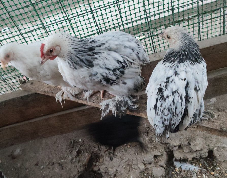 Цеплята кохинхины карлики