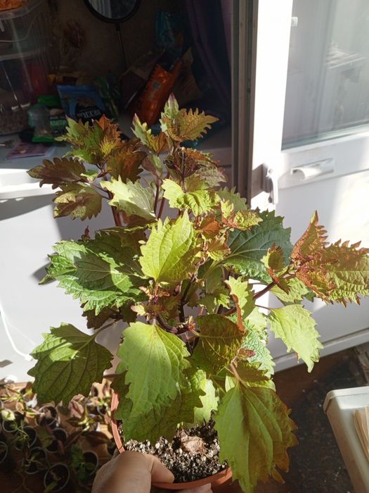 Продам домашние цветы