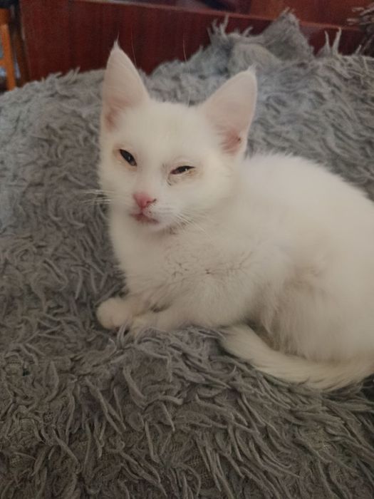 Кошки домашние одна черепашьего цвета,одна белого.