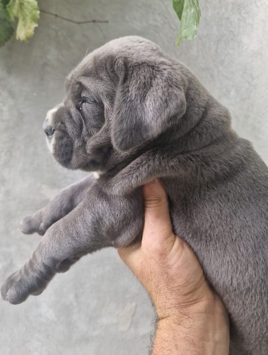 Catei Cane Corso cu pedigree