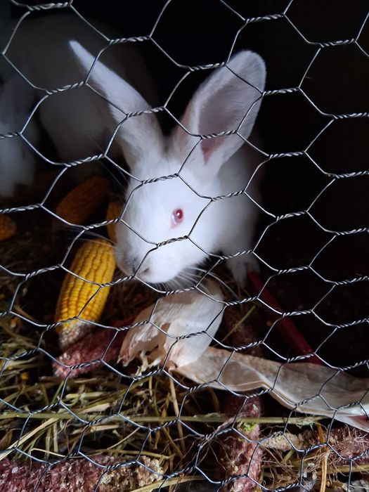 Iepuri de vanzare urias de Transilvania