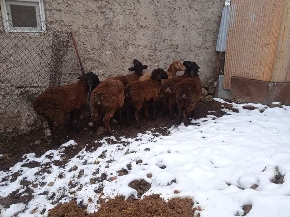 Продаются кушкары