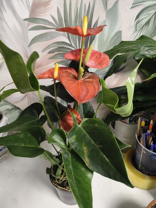 Орхидеи в подарок