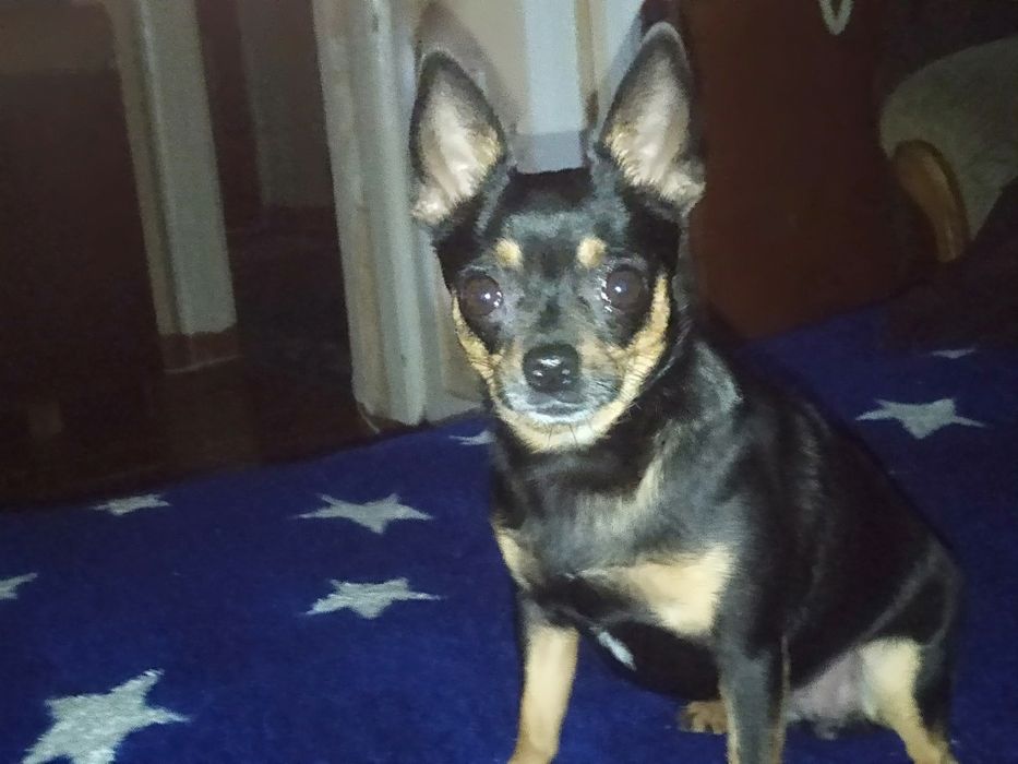 Девочка 5 лет, для вязки. Ищем кавалера.ра.