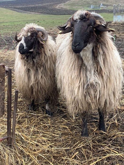 Miori la prima fătare