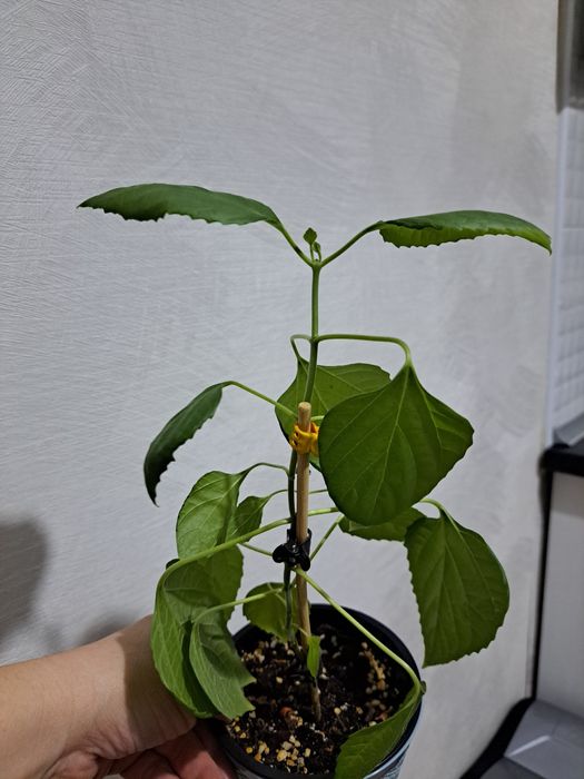 Клеродендрум филиппинский