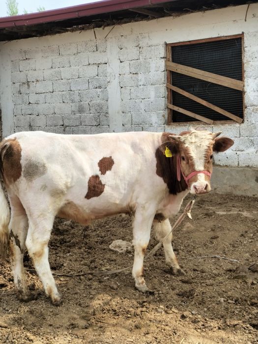 Ферма  арендага берилади мол, паранда, куй бокиш учун хамм