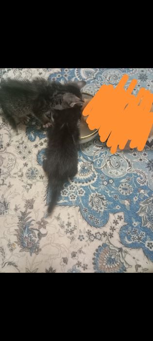 Отдам котят в хорошие руки