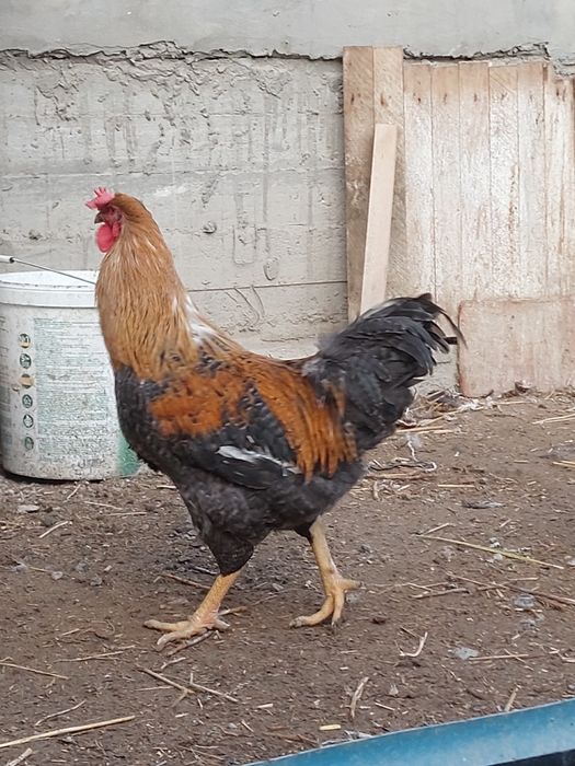 Кораз сатылады  ссс