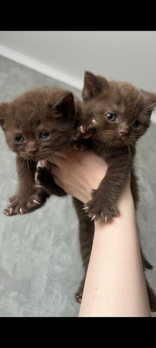 Британские котята