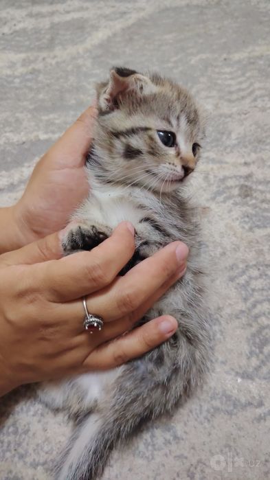 Продам котят хорошие породы