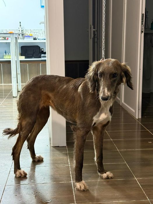 Тазы ургашы жогалды