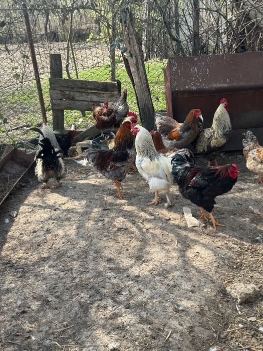 Vand cocosi diverse rase