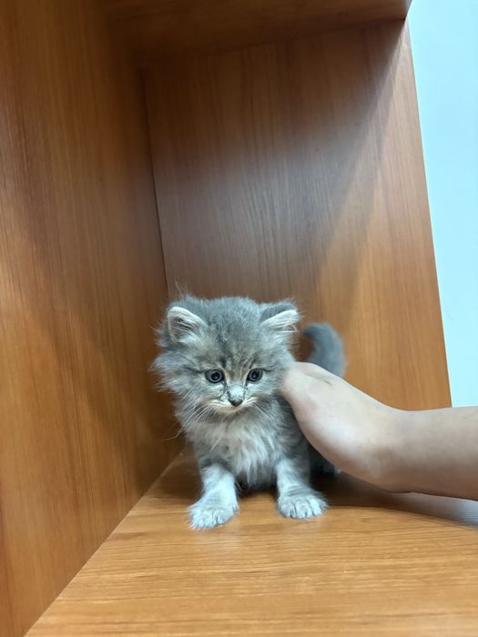 Британские котенки