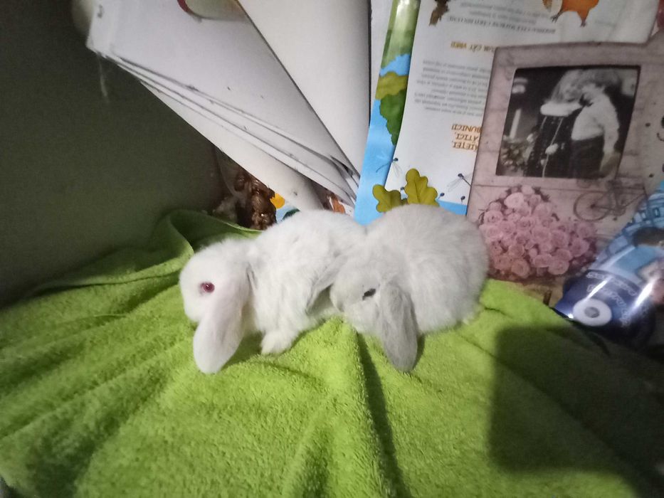 IEPURI Berbec Pitic de Companie Iepurasi Mini Toys