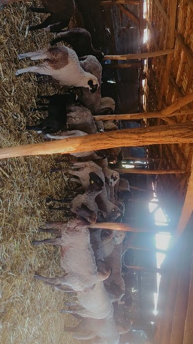 Oii de vânzare Valea Stanciului