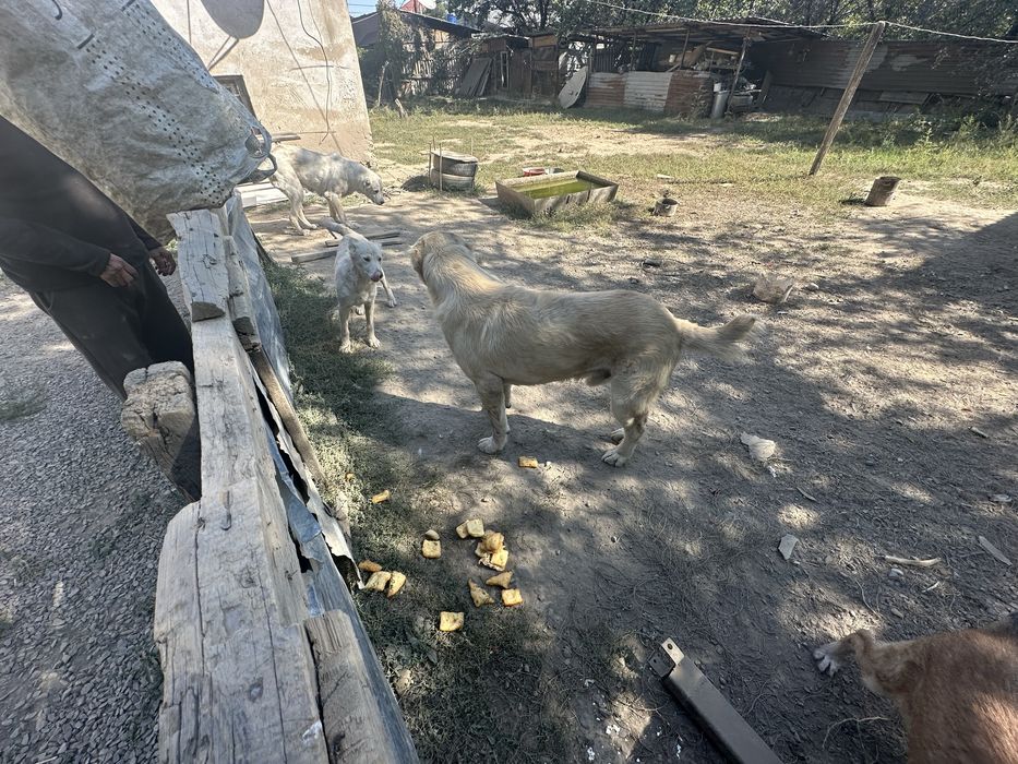 Алабай породистый