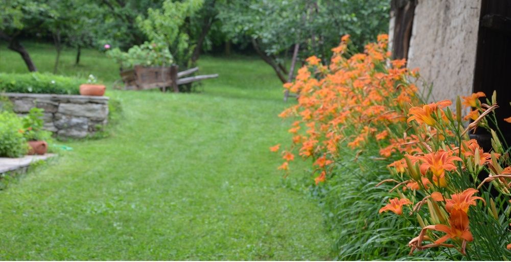 Жълт есенен минзухар,лилиум/крин