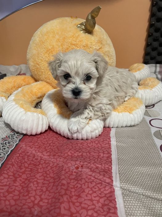Bichon maltez toy