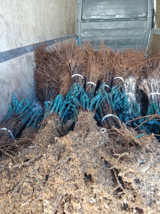 Лозов посадъчен материал