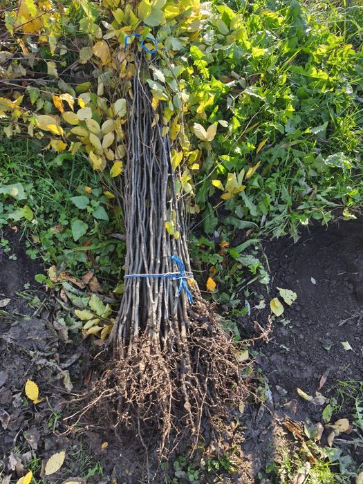 Vând puieți tratați cu prindere suta la suta  Salcâm mesteacăn