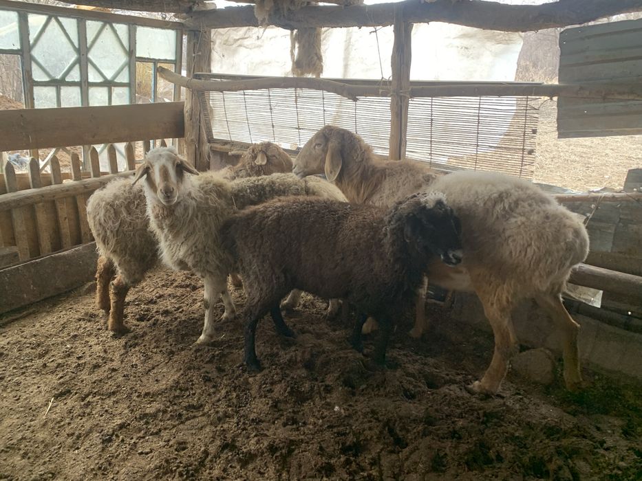 Семіз қойлар сатылады