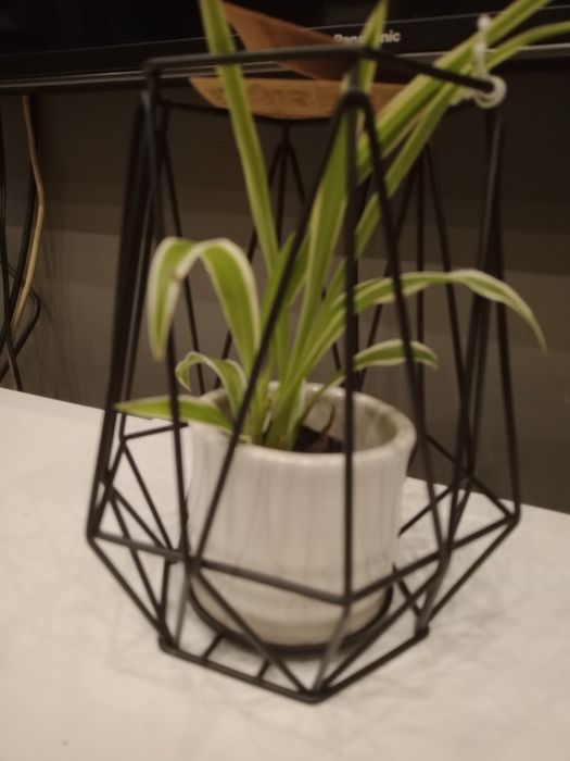 Зелени живи  растения в кашпи