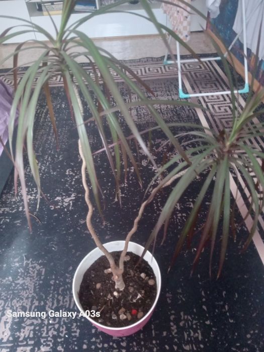 Цветы комнатные драцена и замиакулькас