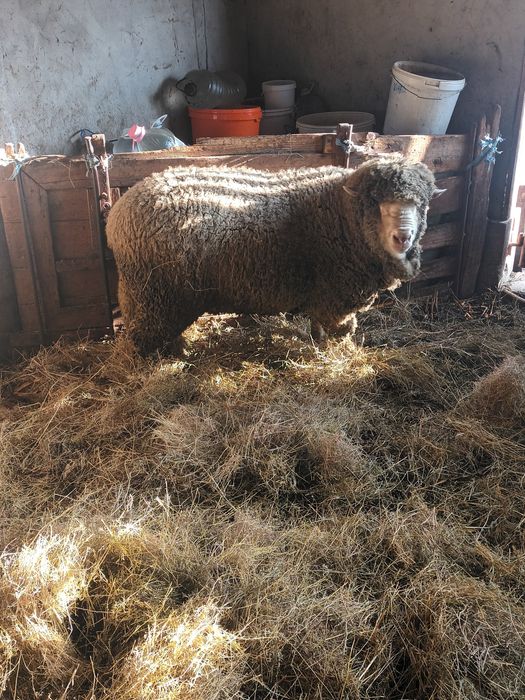 De vanzare berbec merinos