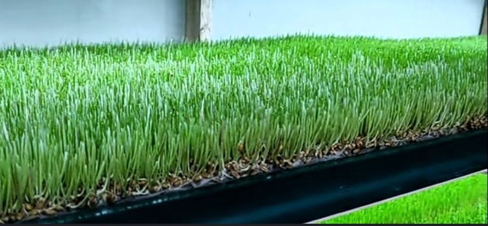 Гидропоник ем. Органик ем.