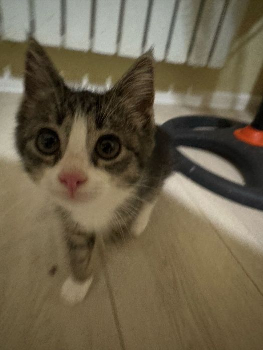Котенок девочка 2 месячный