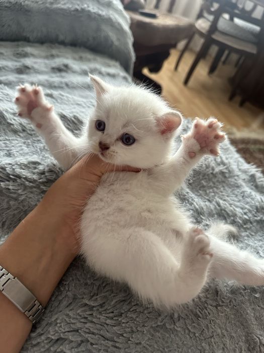 Породистый котенок