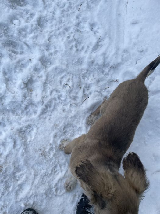 Продам щенков тазы