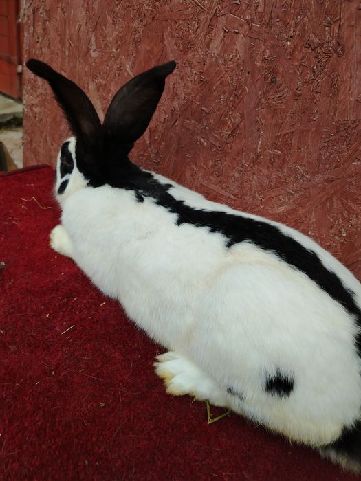 Vând Fluture German